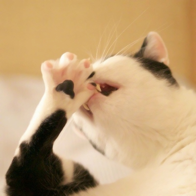 可爱搞怪的沙雕喵星人微信头像套图下载