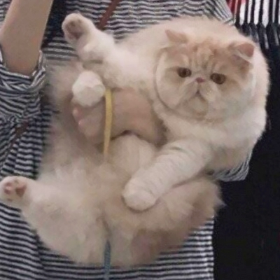 可爱搞怪的沙雕喵星人微信头像套图下载