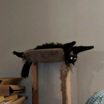 可爱搞怪的沙雕喵星人微信头像套图下载