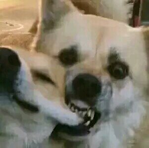 我接受不了微信恶搞傻屌斗图表情包