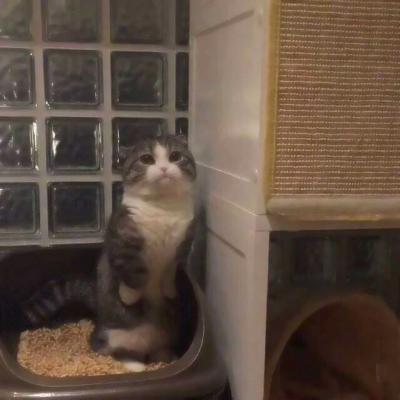 可爱搞怪的沙雕喵星人微信头像套图下载