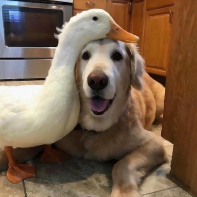 可爱沙雕风格的微信情侣头像合集下载