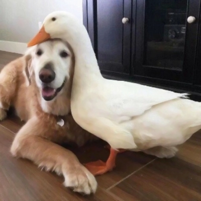 可爱沙雕风格的微信情侣头像合集下载