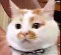 笑容勉强微信恶搞傻屌斗图表情包