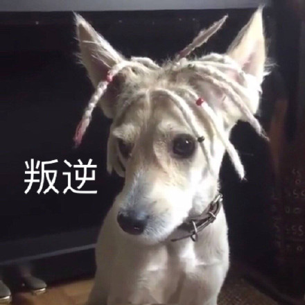 微信近期斗图恶搞表情包2019/10/13（二）