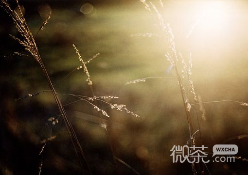 唯美意境的微信静物图片合集下载