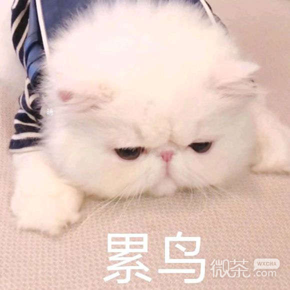 微信近期斗图恶搞表情包2019/10/16（二）