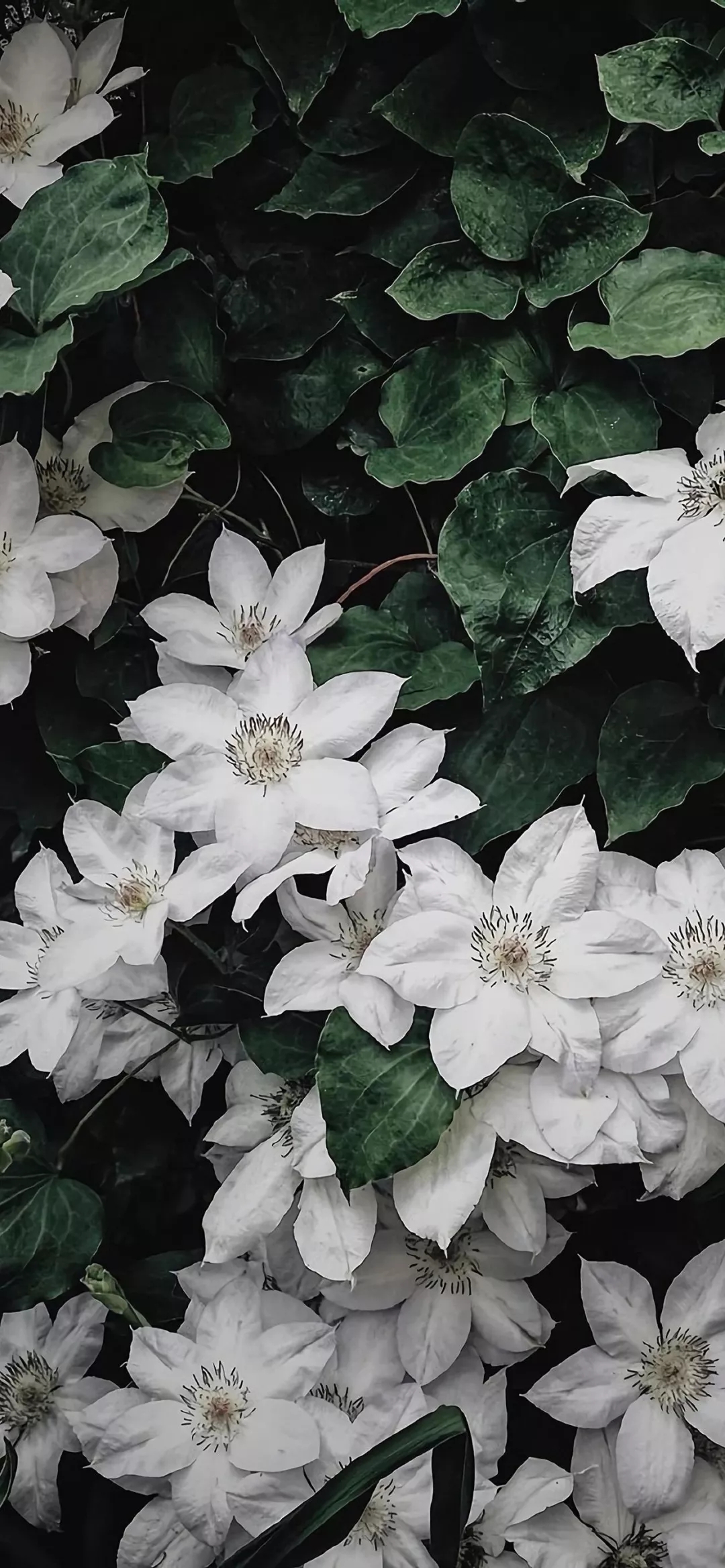 微信唯美森系绿色手机壁纸