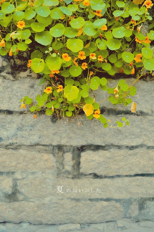 森系伤感小清新风格的微信静物图片下载