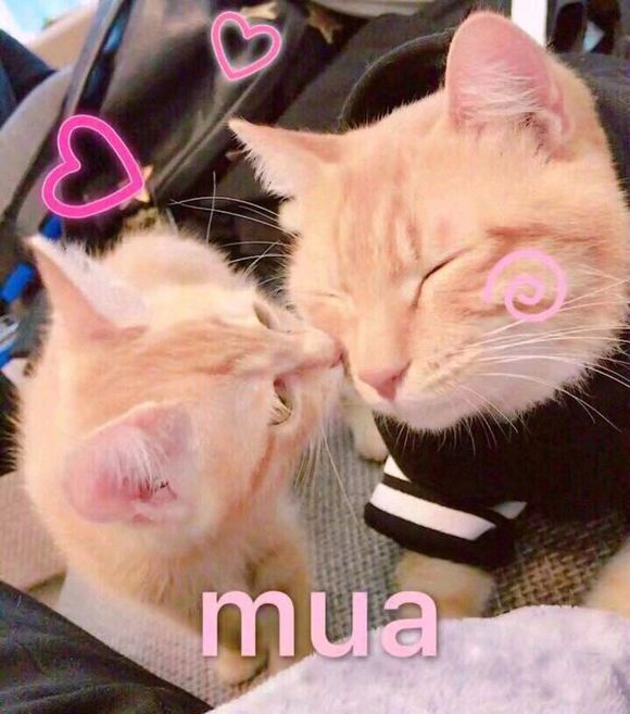 微信近期斗图恶搞表情包2019/10/16(二)