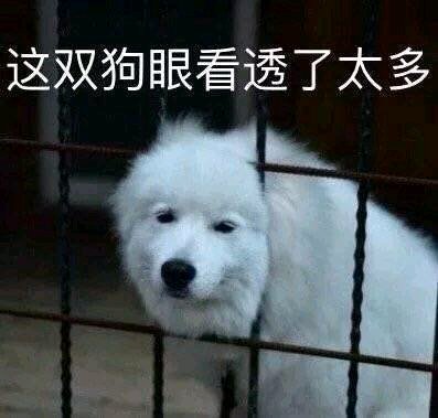 微信近期斗图恶搞表情包2019/10/17（二）