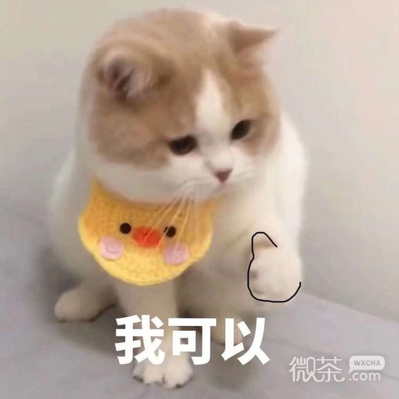 靓妹伞微信恶搞斗图表情包