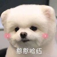 靓妹伞微信恶搞斗图表情包