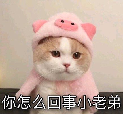 靓妹伞微信恶搞斗图表情包