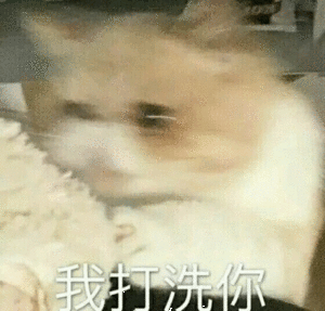 靓妹伞微信恶搞斗图表情包