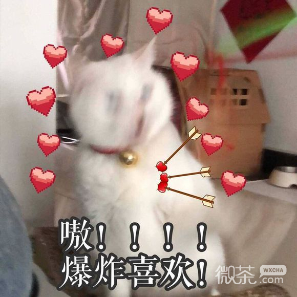 靓妹伞微信恶搞斗图表情包