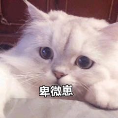 靓妹伞微信恶搞斗图表情包