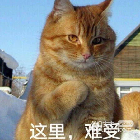 我太难了微信恶搞傻屌群聊杂图表情包