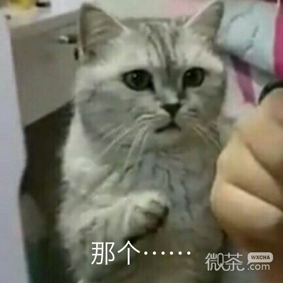 我太难了微信恶搞傻屌群聊杂图表情包