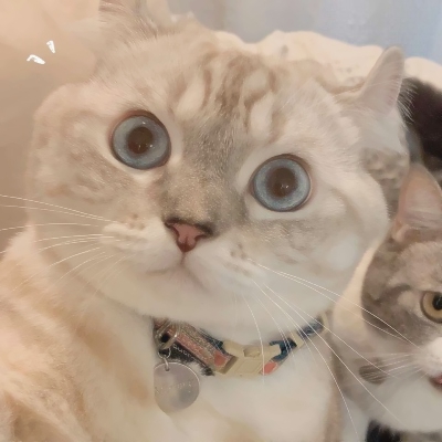 超可爱的微信喵星人萌宠头像下载