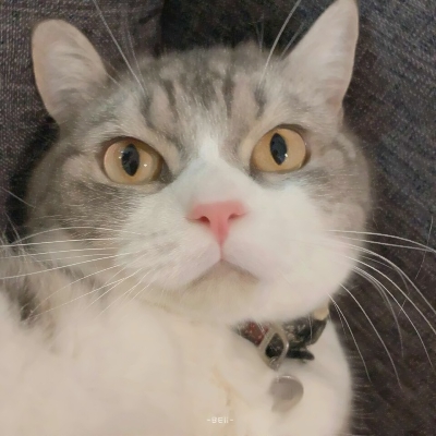 超可爱的微信喵星人萌宠头像下载