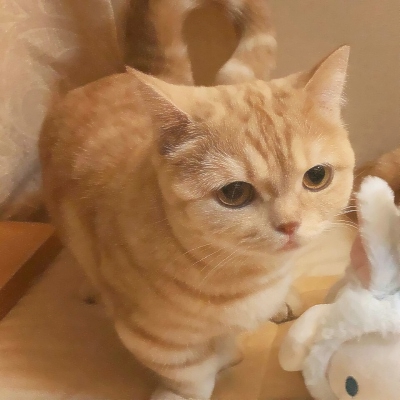 超可爱的微信喵星人萌宠头像下载