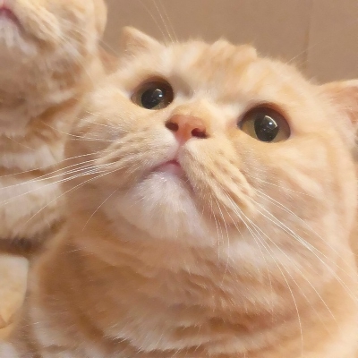 超可爱的微信喵星人萌宠头像下载