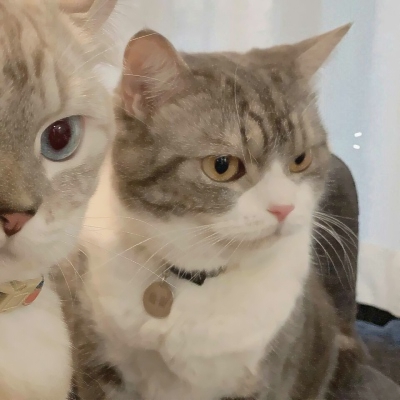 超可爱的微信喵星人萌宠头像下载