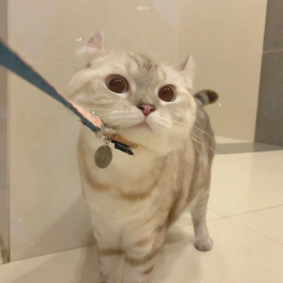 超可爱的微信喵星人萌宠头像下载