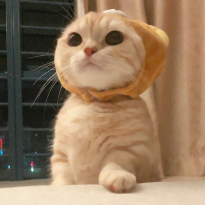 超可爱的微信喵星人萌宠头像下载