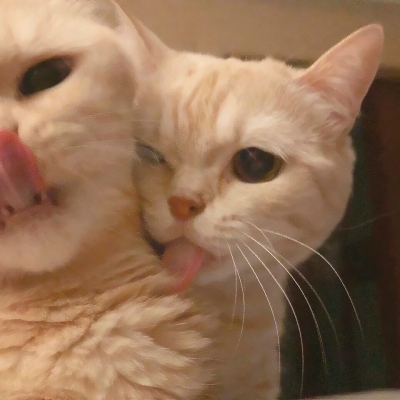 超可爱的微信喵星人萌宠头像下载