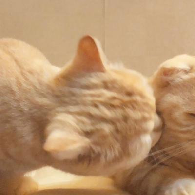 超可爱的微信喵星人萌宠头像下载