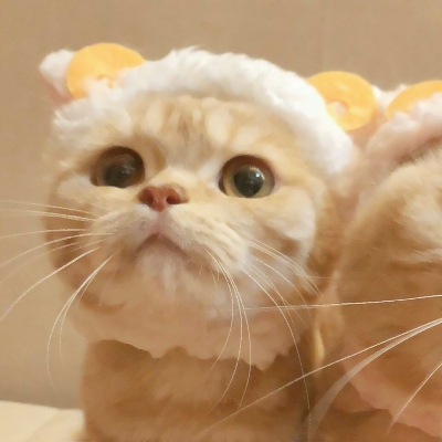 超可爱的微信喵星人萌宠头像下载