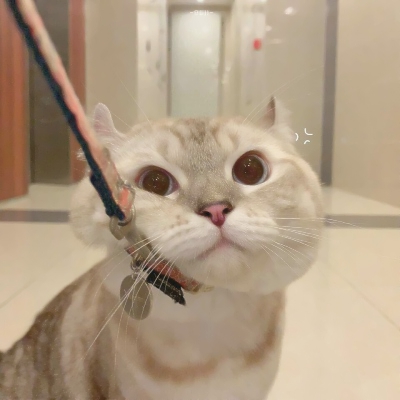 超可爱的微信喵星人萌宠头像下载