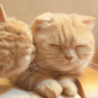 超可爱的微信喵星人萌宠头像下载