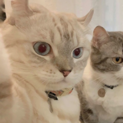 超可爱的微信喵星人萌宠头像下载