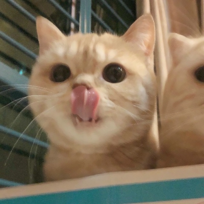 超可爱的微信喵星人萌宠头像下载