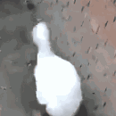 我操微信恶搞傻屌群聊杂图斗图表情包