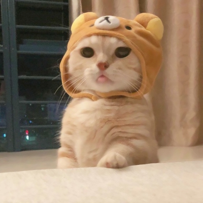 超可爱的微信喵星人萌宠头像下载