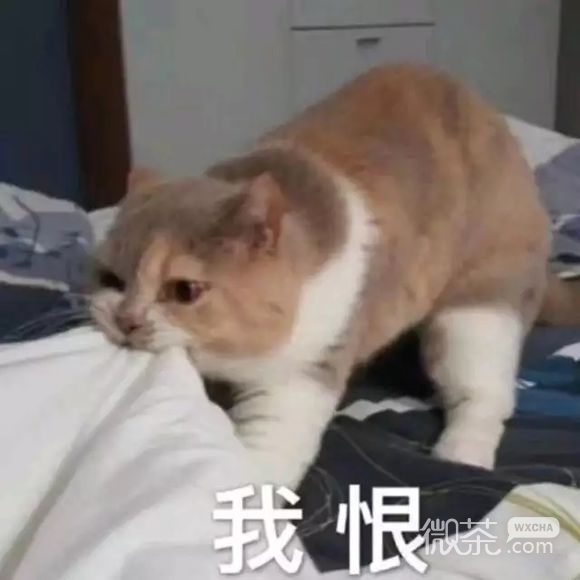 期待微信恶搞斗图表情包
