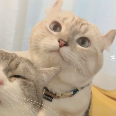 超可爱的微信喵星人萌宠头像下载