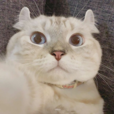 超可爱的微信喵星人萌宠头像下载