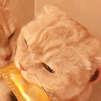 超可爱的微信喵星人萌宠头像下载