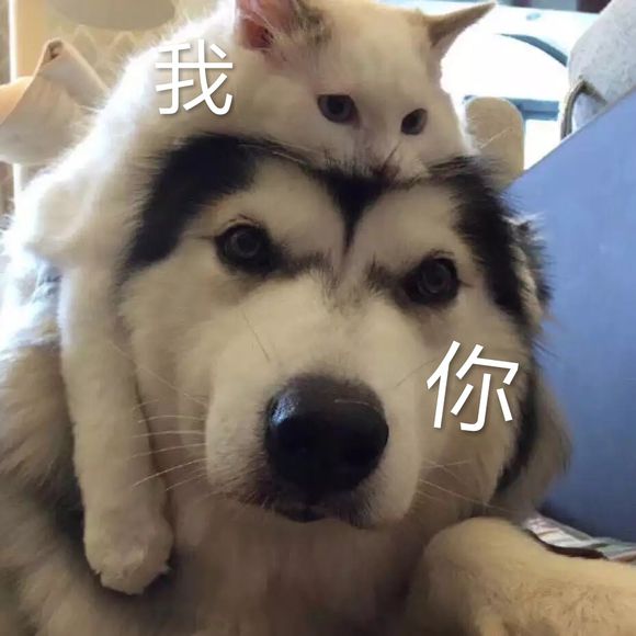 我操微信恶搞傻屌群聊杂图斗图表情包