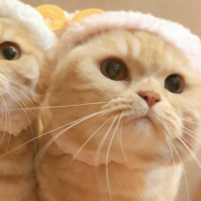 超可爱的微信喵星人萌宠头像下载