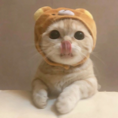 超可爱的微信喵星人萌宠头像下载