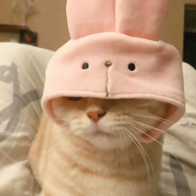 超可爱的微信喵星人萌宠头像下载