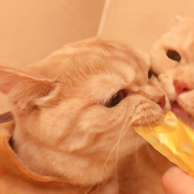 超可爱的微信喵星人萌宠头像下载