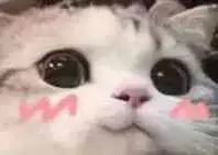 我操微信恶搞傻屌群聊杂图斗图表情包