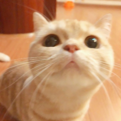 超可爱的微信喵星人萌宠头像下载